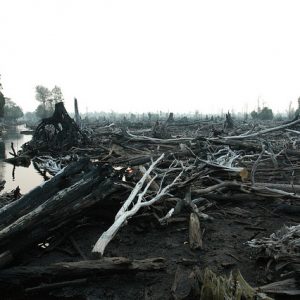 Peatland Restoration Agency Activities