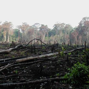 Land-use Practices in the Amazon