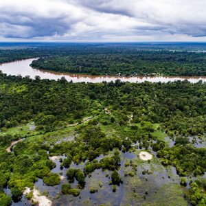 Reforest Cleared Peatlands