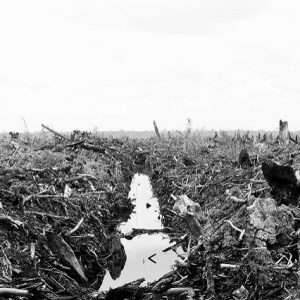 Enforcement of Deforestation and Peatland Conversion Moratorium
