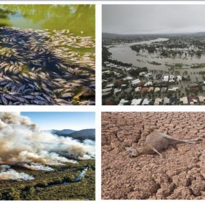 Summer of Climate Extremes