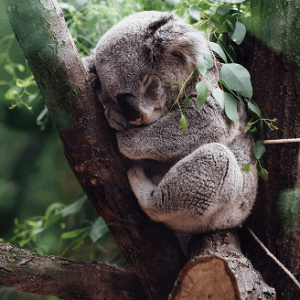 Habitat Destruction in Australia is Accelerating, Making Way for Property Development and Agriculture