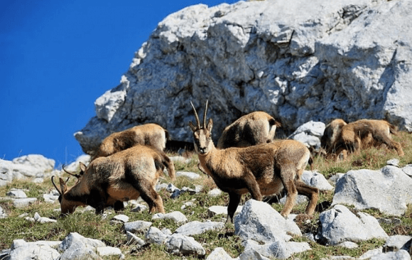 Land Being Lost to Urbanization: A Threat to Biodiversity in Italy