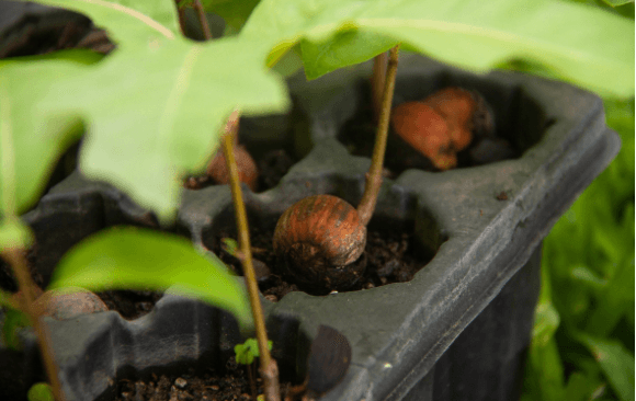 brazil-38 Best Local Climate NGO Brazil: SOS Mata Atlântica