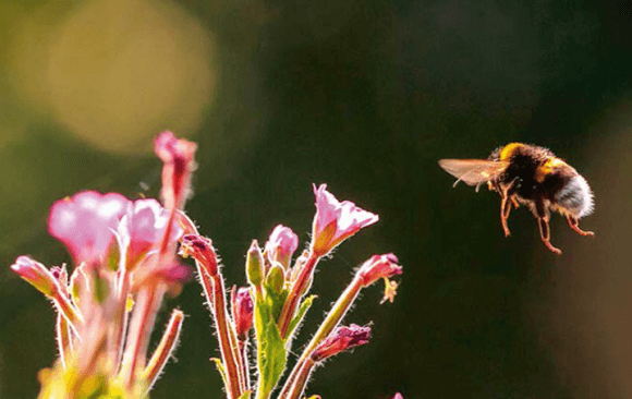 Best Climate Practice Spain: Ecologists In Action