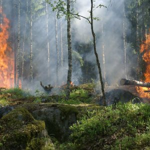 Burns in the Amazon are 30% Above the Historical Average