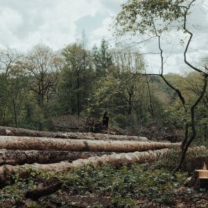 An Increase in Deforestation, Fires, Land Invasion, and Illegal Mining in the Amazon