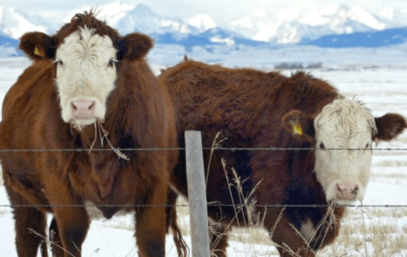 Canada’s Agriculture Sector Contributed .69% of Global Agricultural Emissions in 2021