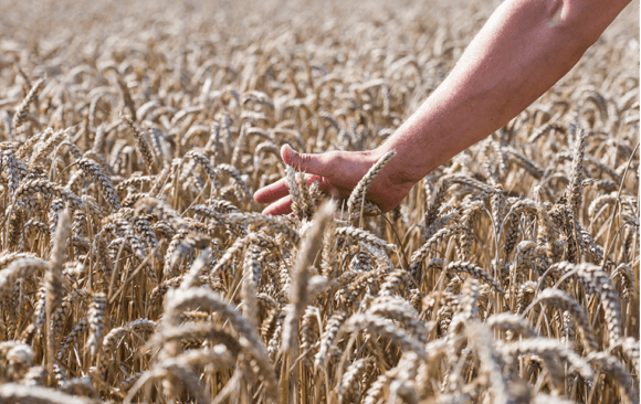 France’s Agricultural Sector Produced 1.1% of Global Agricultural Emissions in 2021