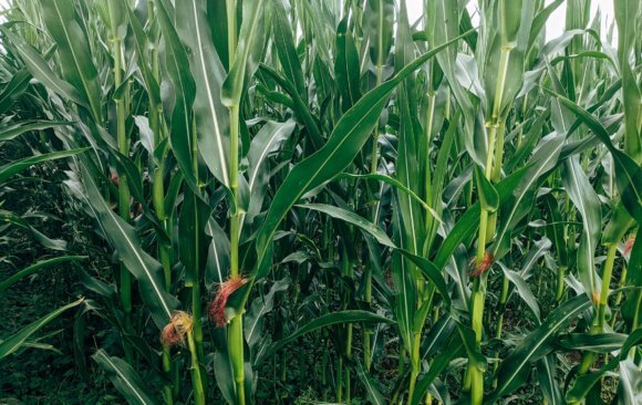 Germany’s Agriculture Sector Contributed .89% of Global Agricultural Emissions in 2021