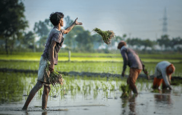 India’s Agriculture Sector Produced 12.7% of Global Agricultural CO2e Emissions in 2021