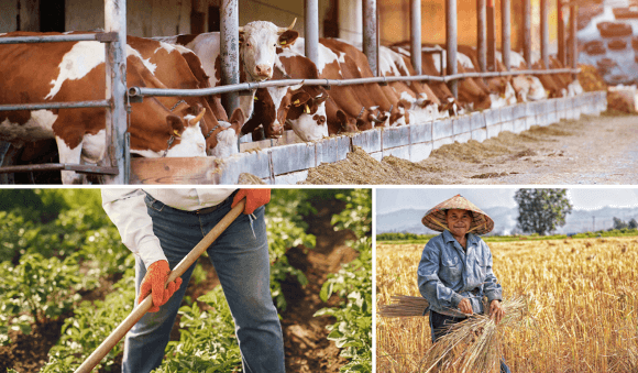 Mexico’s Agriculture Sector Contributed 3.5% of Global Agricultural Emissions in 2021