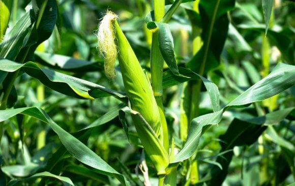 Nigeria Emitted 4.9% of Global Agricultural Emissions in 2021