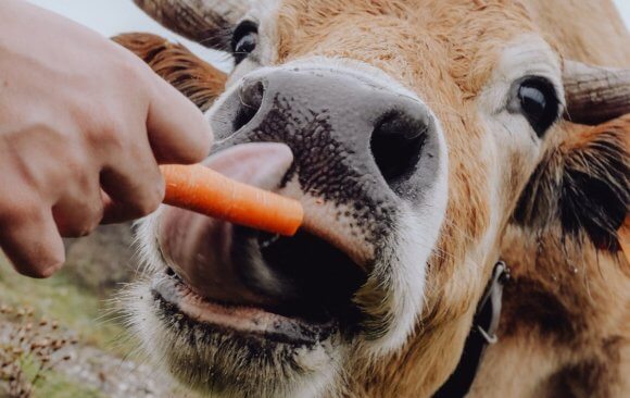 Spain’s Agriculture Sector Emitted .64% of Global Agricultural Sector Emissions in 2021