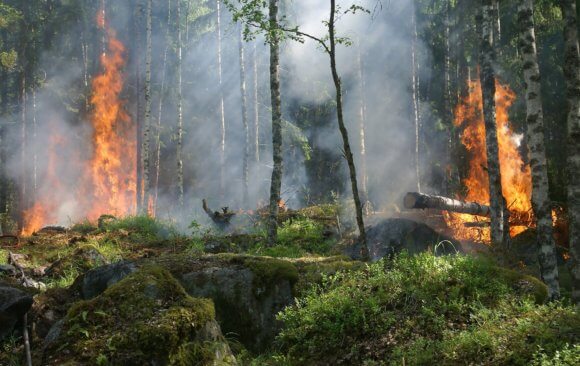 Climate Observatory Produces a Decisive Document that Can Help Brazil Become Negative in its Emissions in 2045