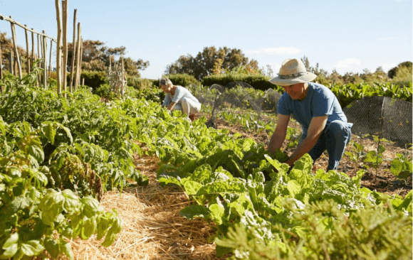 EU Must Provide Greater Monetary Support to Farmers and Increase Collaboration Between Farmers and Policymakers