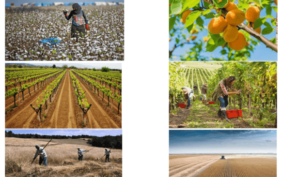 97% of Turkish Farmers Reported Diminishing Harvests and Yields Due to Climate Change-Related Impacts