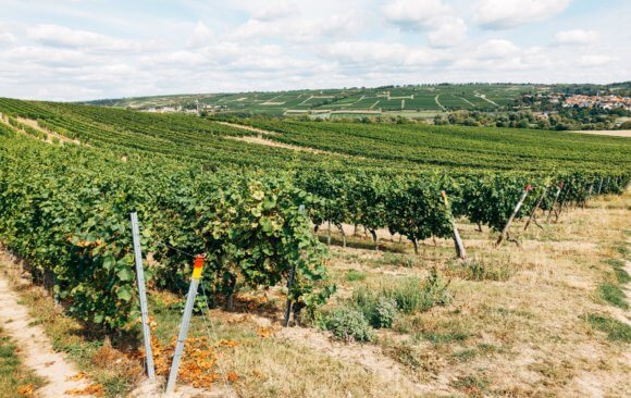 France’s Government Needs to do More to Help Farmers Adapt to Climate Change