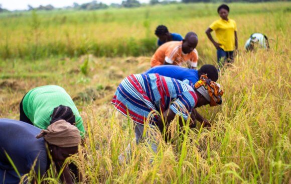 Nigerian farmers have displayed commendable resilience and flexibility due to ever-shifting climate dynamics