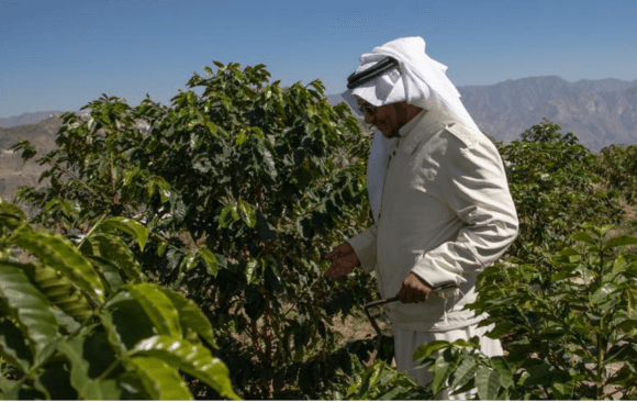 Saudi Arabia requires a multi-pronged technical support effort to maintain its large-scale production of dates