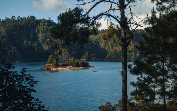 Mexico’s Sembrando Vida: Reforestation with Social Benefits
