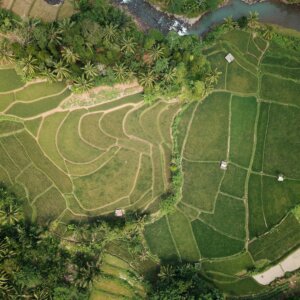Indonesia’s President-Elect Has a Good Climate Policy, but Will He Implement It?