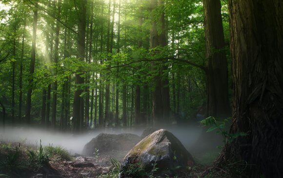 Since 2010, Forest Cover in China has Doubled, Although Losses in Primary Forests have Also Occurred.