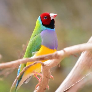 Nature-based Solutions (NbS) are Crucial in Australia’s Climate Strategy but Remain in Early Development
