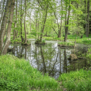 Natural Climate Solutions Could Reduce 10% of Canadian Emissions by 2030