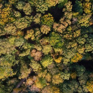 France has Implemented Several Large-Scale Initiatives, Including Reforestation Programs, Wetland Restoration, and Regenerative Agriculture