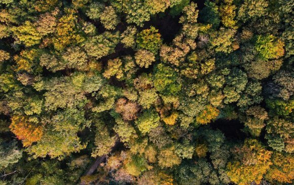 france-86 France has Implemented Several Large-Scale Initiatives, Including Reforestation Programs, Wetland Restoration, and Regenerative Agriculture