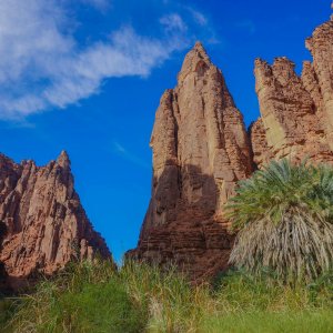 Saudi Arabia’s NBS Goals are to Turn 30% Land into Nature Reserves, Plant 10 Billion Trees, and Restore 40 Million Hectares of Degraded Land