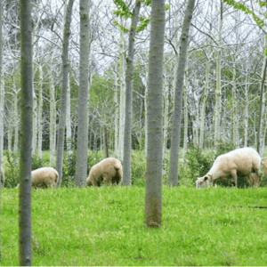 A Digital Observatory Called the Nature-Based Solutions Observatory has Been Launched to Facilitate Knowledge Exchange Among Professionals and Entities that Support Nature-Based Solutions in Spain