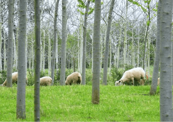 A Digital Observatory Called the Nature-Based Solutions Observatory has Been Launched to Facilitate Knowledge Exchange Among Professionals and Entities that Support Nature-Based Solutions in Spain