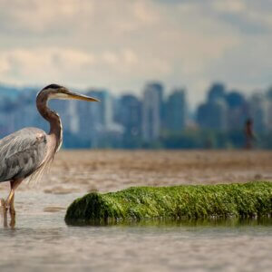 canada 94 Canada: Sea Level Rise