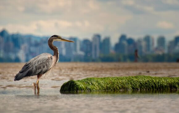 canada 94 Canada: Sea Level Rise