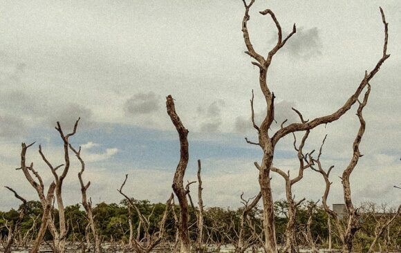 India 97 India: Climate Change and Artificial Intelligence